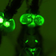 Mosquitoes that have been genetically modified using CRISPR. They glow because of green florescent protein used to track modifications.